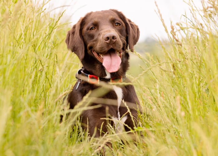 Spaniel Lab Mix