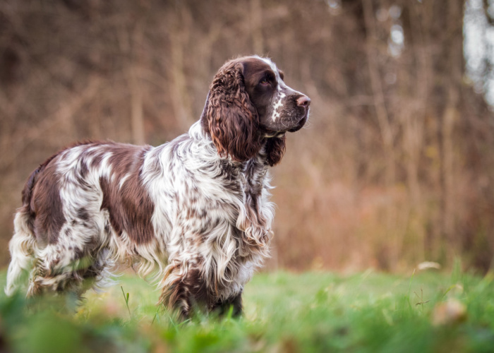 Springer Spaniel Dog Breed