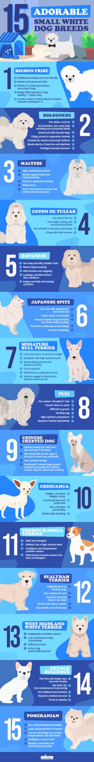 Small White Dog Breeds Infographics