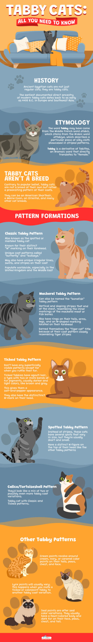 Tabby Cats - All you need to know - Infographics #1