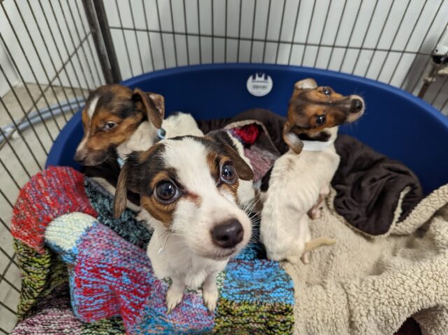 Three of the Emaciated Jack Russell dogs Rescued Image by: RSPCA