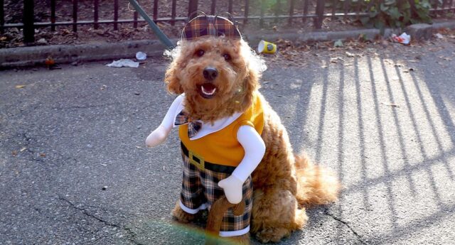 Tompkins Square Halloween Dog Festival Gets a Formal Parade Route