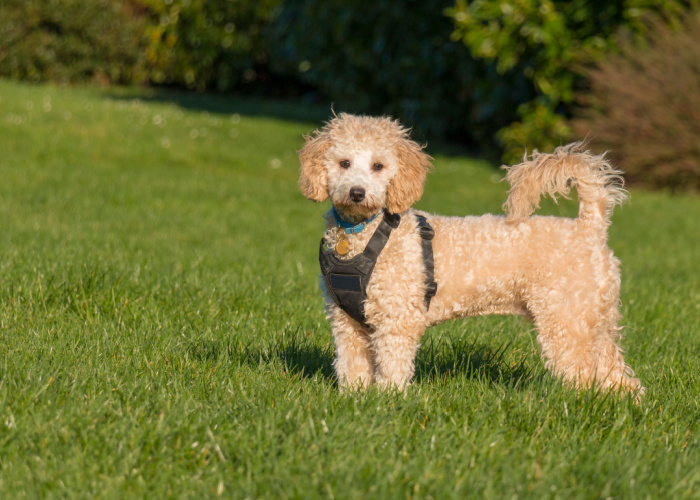 Toy Poodle & Bichon Frise Mix