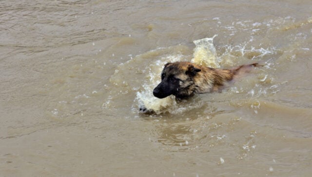 Ukrainian soldier saves dog from floods using a pink donut inflatable