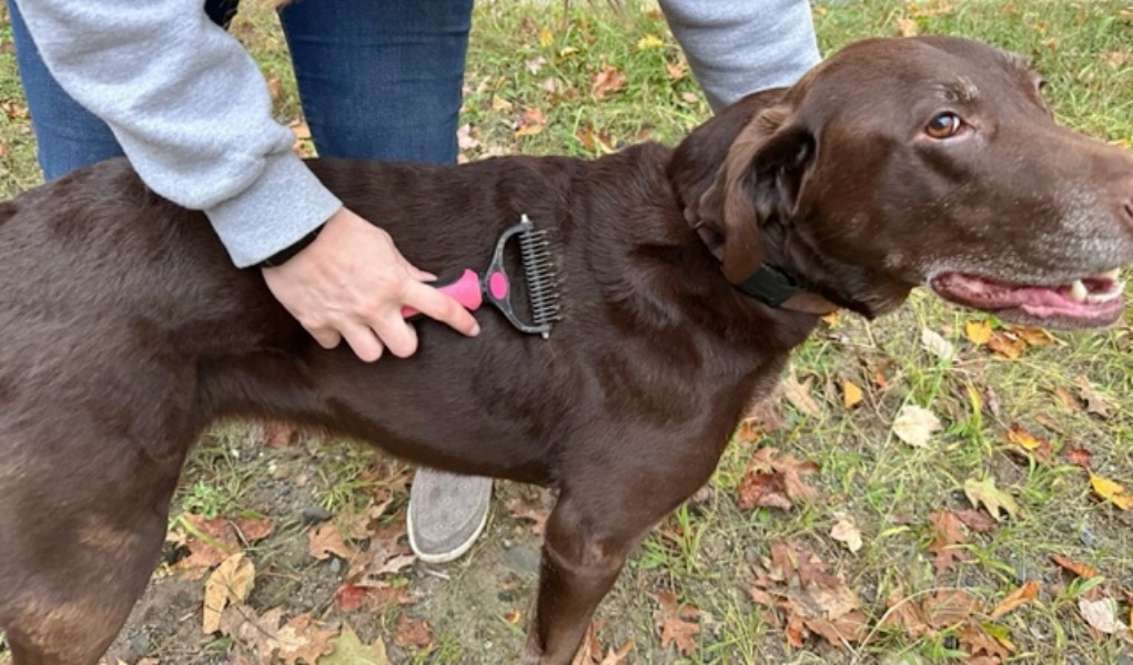 Undercoat Rake for Dogs