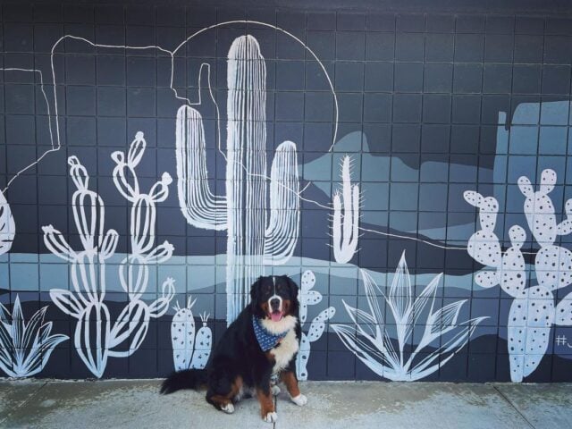 Vasco the Berner Image by: (@vasco_the_berner)