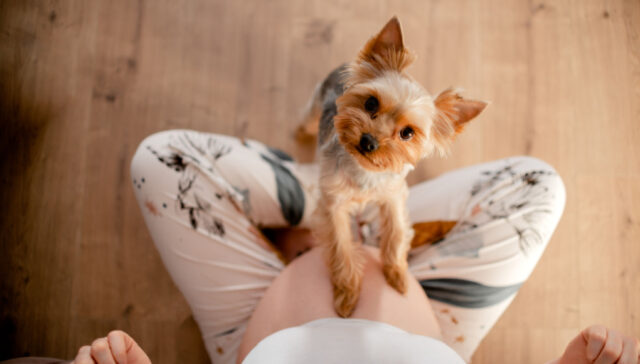 Viral Video of Dog's Reaction to Owner’s Baby Bump Melts Hearts