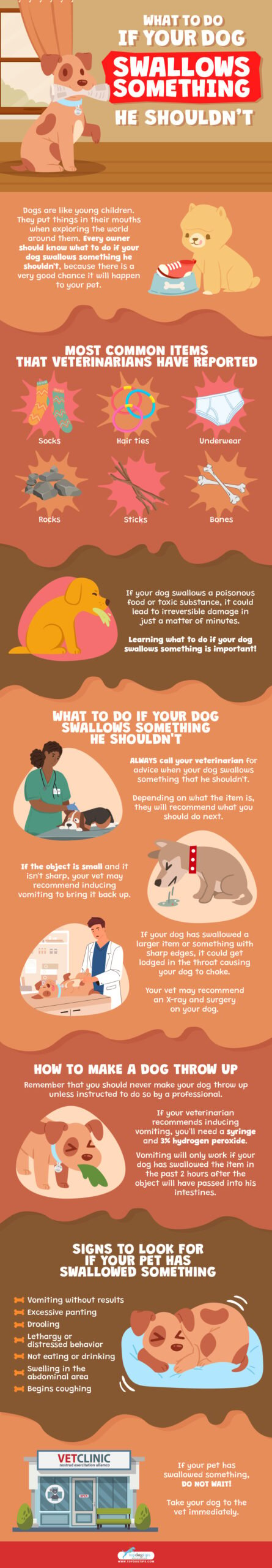 What To Do If Your Dog Swallows Something He Shouldnt Infographic