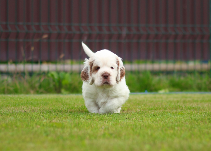 White Clumber Spaniel Puppy