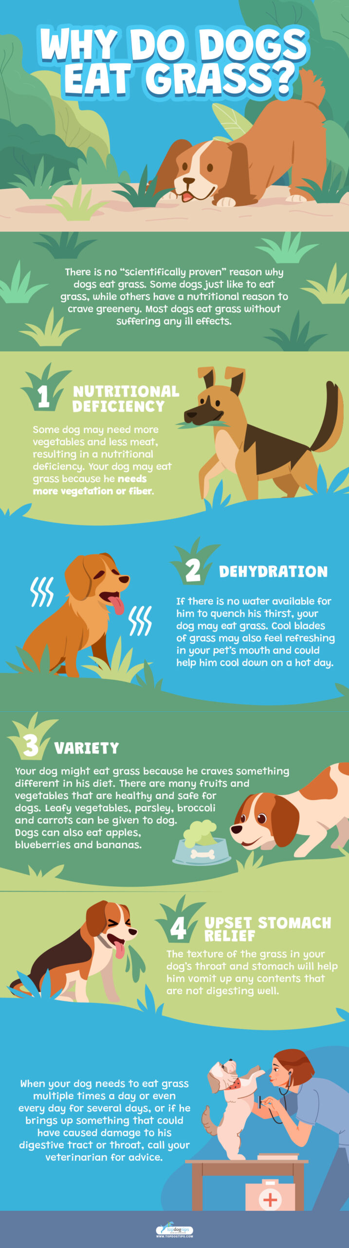 Why Do Dogs Eat Grass Infographic