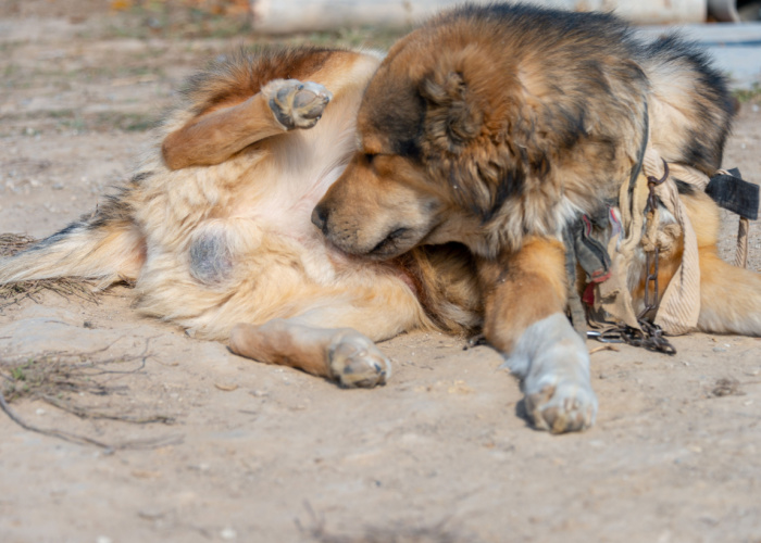 Why Do Dogs Lick Their Genitals