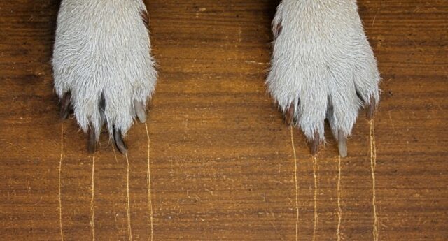 Why Do Dogs Scratch The Floor Featured Image