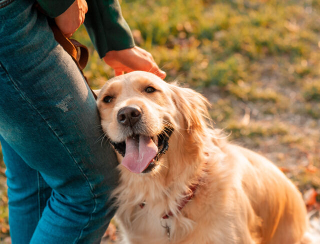 Why Does My Dog Rub His face On Me featured image