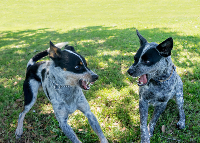 Why Is My Dog Suddenly Aggressive At Daycare