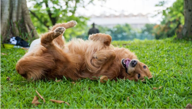 why do dogs roll in the grass - dog rubbing itself in grass with its back