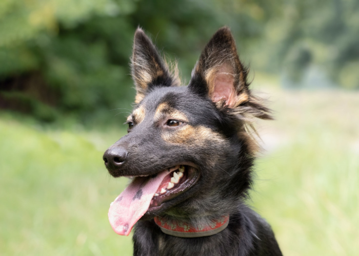 Why do dogs stick their tongue out