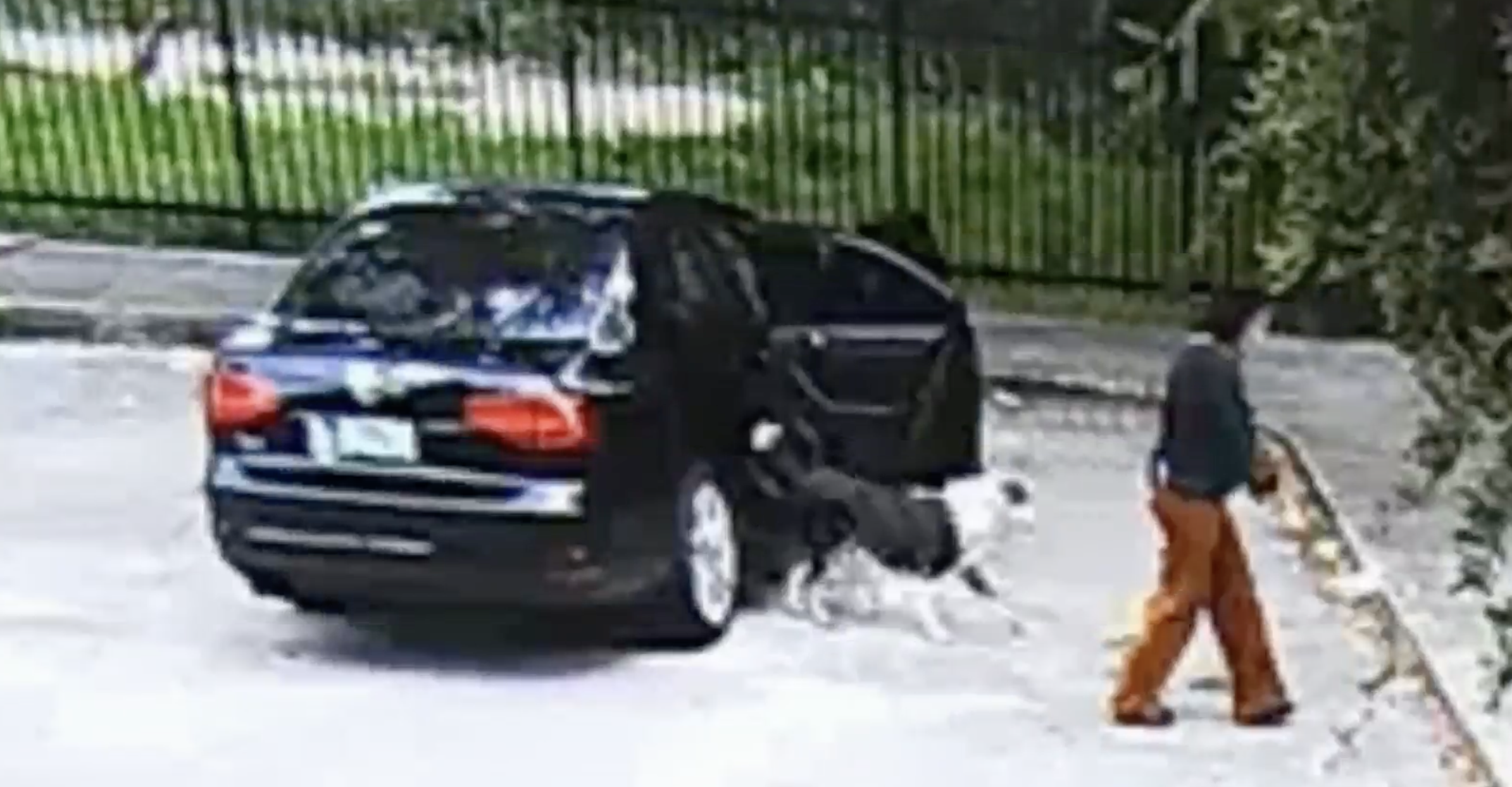 Woman leading the dog from her car to the park| Screenshot from NBC News