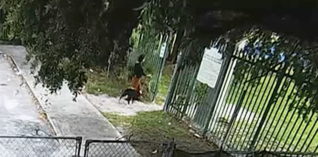 Woman seen abandoning dog turns out to be good samaritan| Screenshot from NBC News