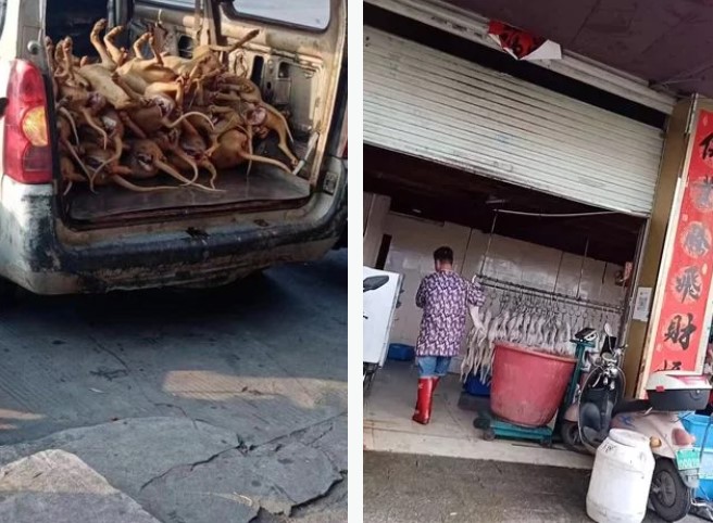 Yulin dog meat festival in China