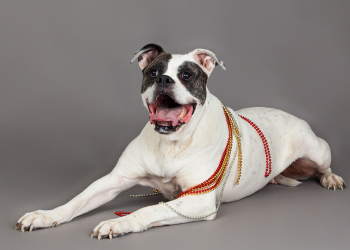 american bulldog puppies cost