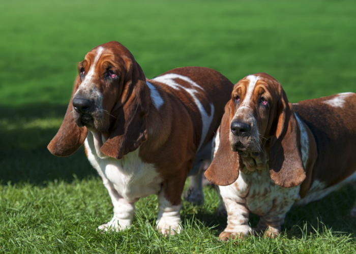 basset hound dog