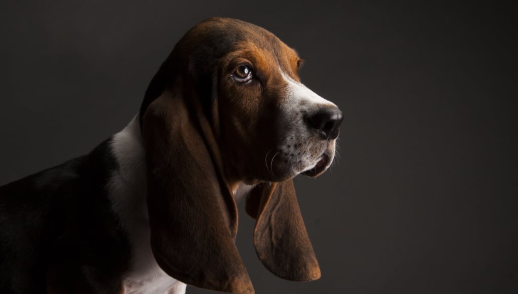 basset hound price