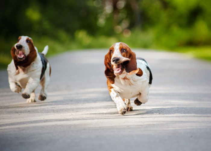 basset hound profile