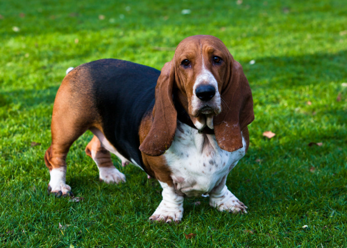 basset hound puppies cost