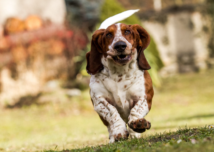 basset hound puppy price