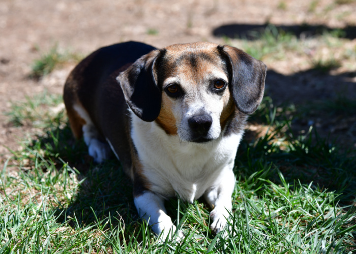 beagle chihuahua mix