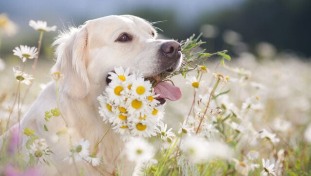 chamomile for dogs