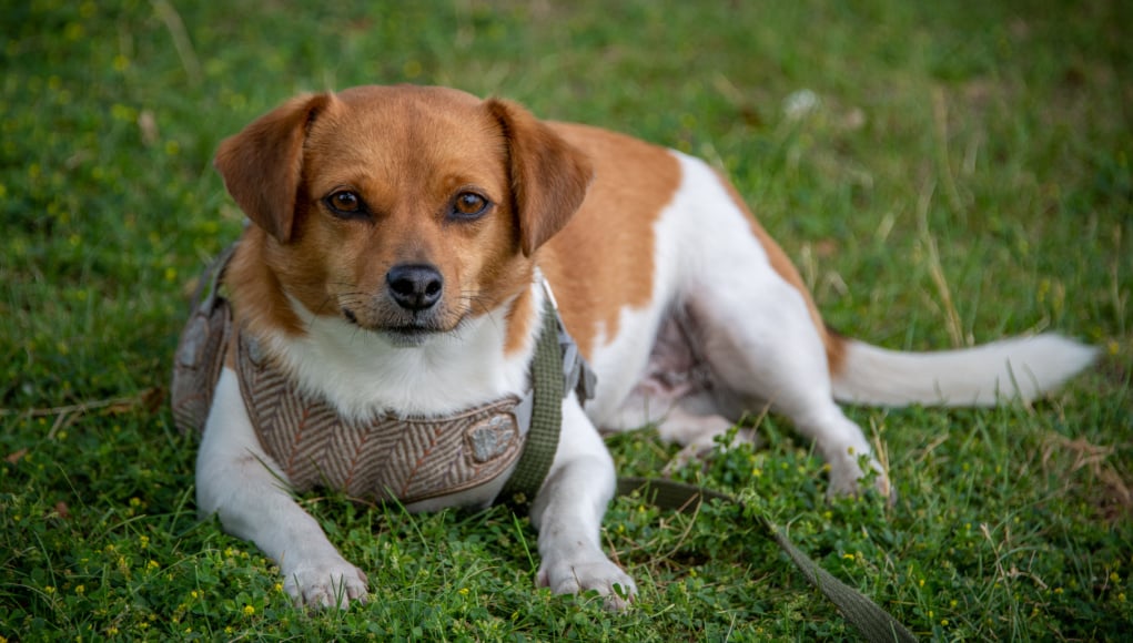 cheagle dog breed profile