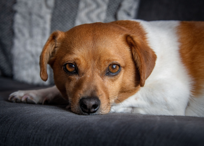 chihuahua beagle mix