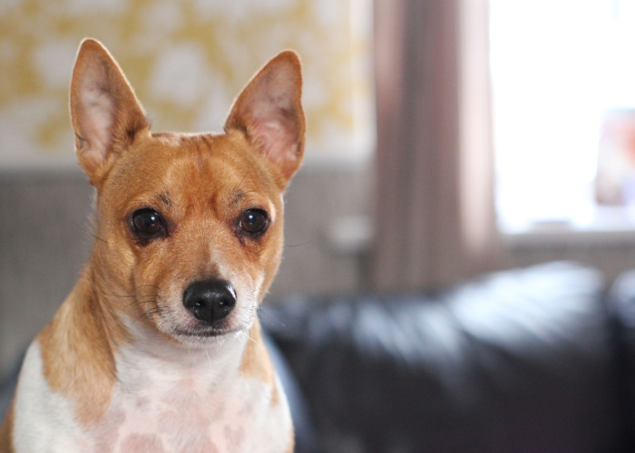 chihuahua jack russell mix