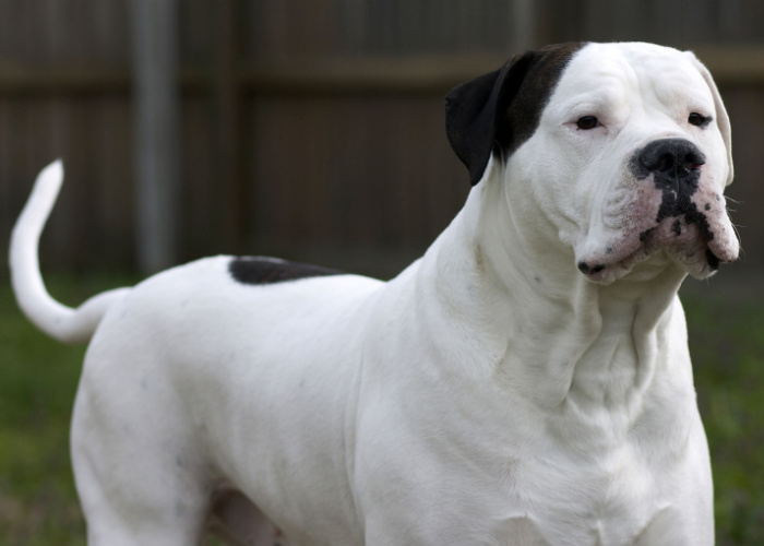 cost of american bulldog