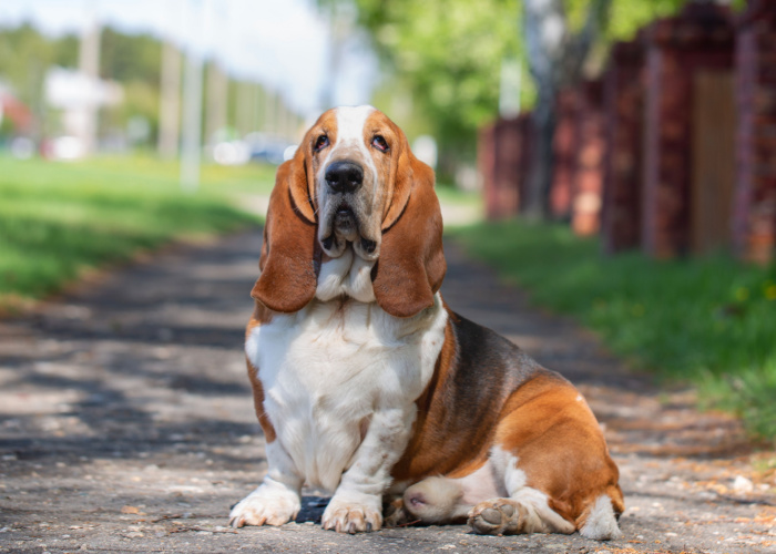 cost of basset hound