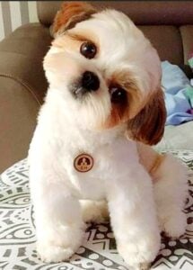 Shih Tzu Teddy Bear cut