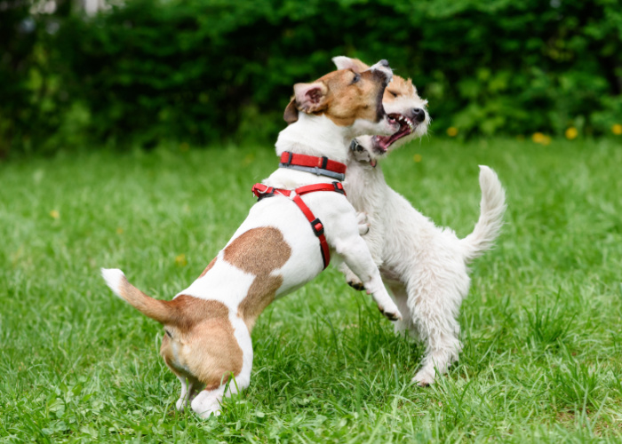 dog acting different after daycare