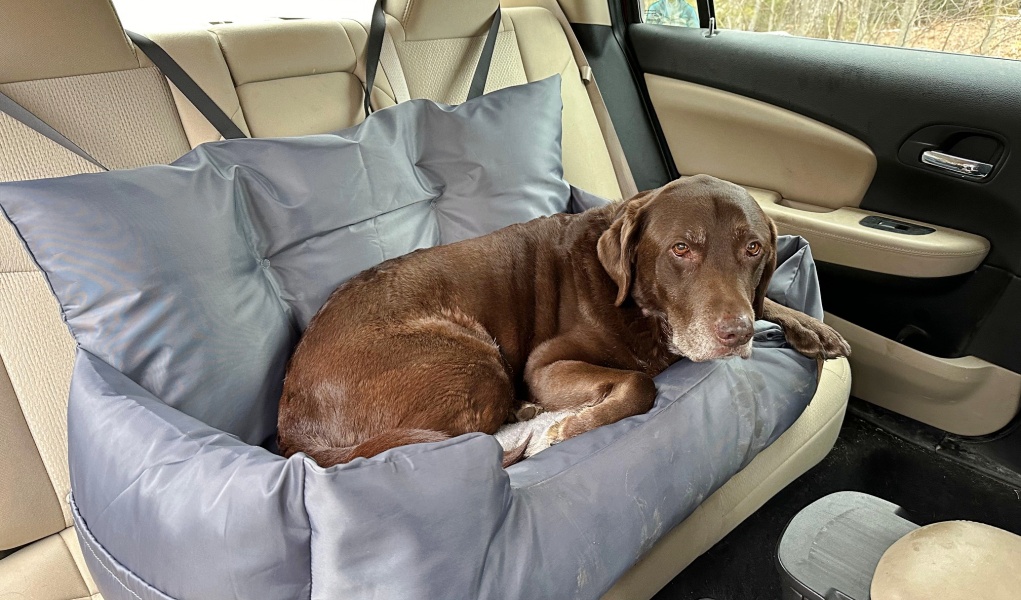 dog car bed