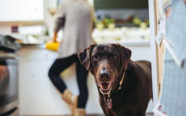 dog eating tin foil