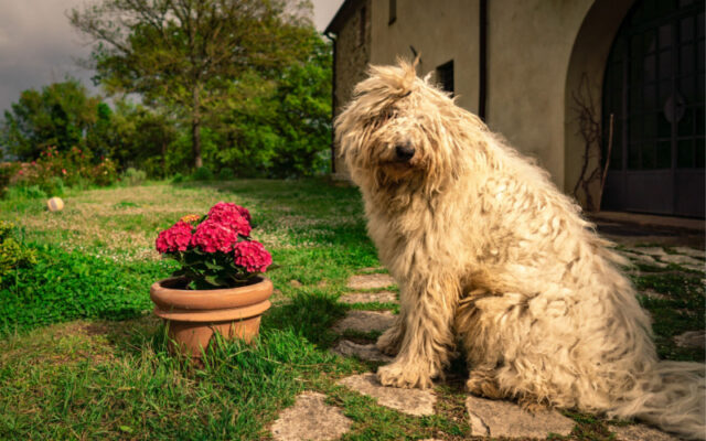 dog kills grass