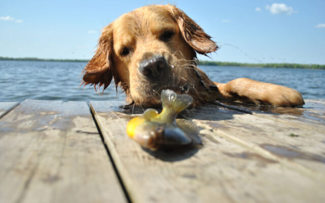 dog used bread to catch fish