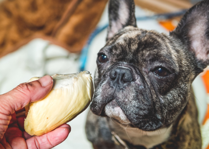 dogs smelling durian