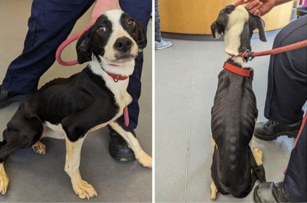 emaciated puppy in south yorkshire update