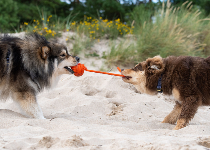 finland lapphund