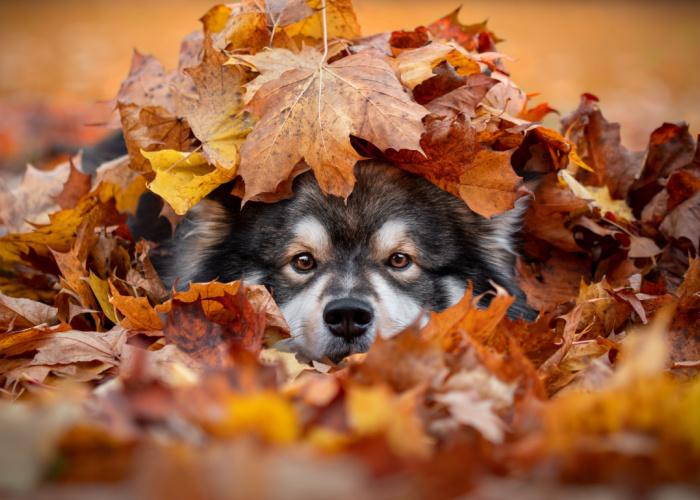 finsk lapphund