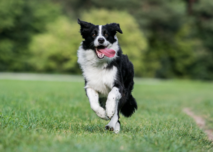 first time dog park