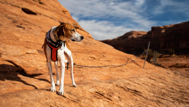 halden hound dog