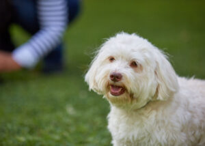 havanese