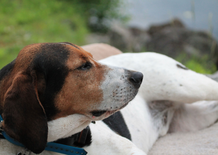 hound breed from Norway